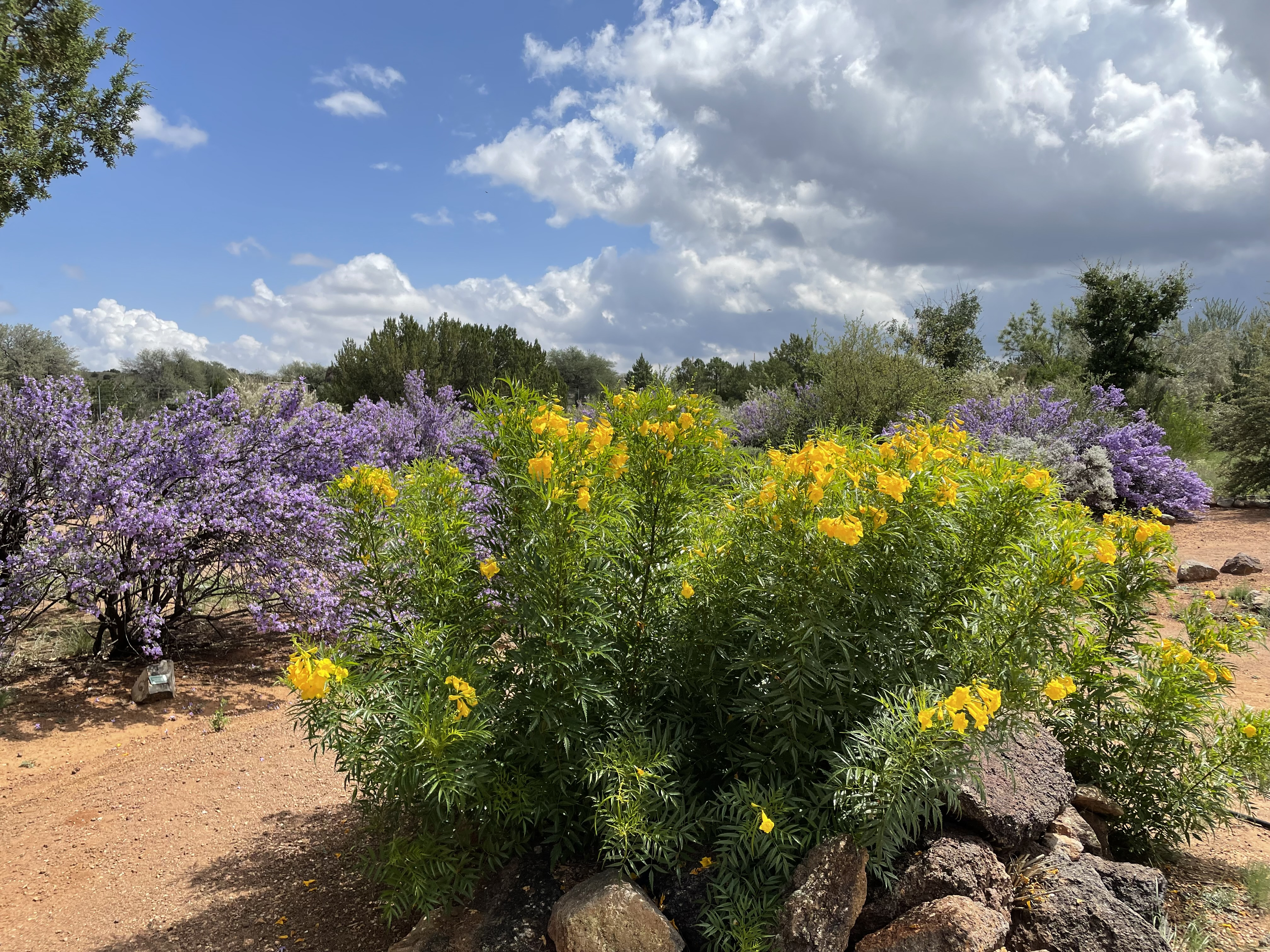 Botanical-Garden-path-Tecoma-stans-Yellow-Bells-and-Leucophyllum-frutescens-Cenizo-Purple-rain-sage-Anne-Adams