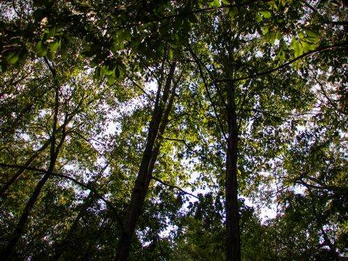 An upward view of the tree canopy in summer foliage. A lightly cloudy sky is partly visible through the trees. An upward view of the tree canopy in summer foliage. A lightly cloudy sky is partly visible through the trees.