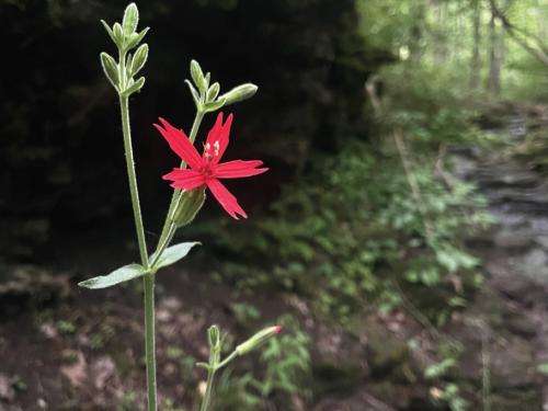 A five-pointed red flower in focus. Behind, blurry forest. A five-pointed red flower in focus. Behind, blurry forest.